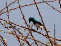 Variable Sunbird (Cinnyris venustus albiventris)