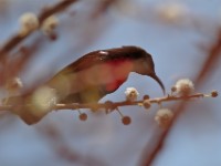 Hunter's Sunbird (Chalcomitra hunter)