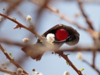 Hunter's Sunbird (Chalcomitra hunter)