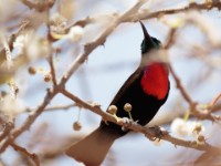 Hunter's Sunbird (Chalcomitra hunter)