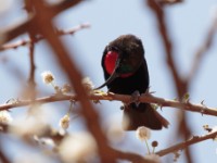 Hunter's Sunbird (Chalcomitra hunter)