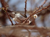 Eastern Violet-backed Sunbird (Anthreptes orientalis)