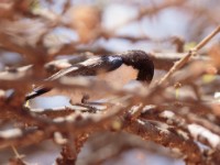 Eastern Violet-backed Sunbird (Anthreptes orientalis)