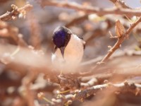 Eastern Violet-backed Sunbird (Anthreptes orientalis)