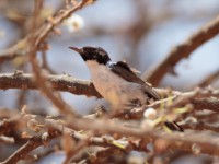 Eastern Violet-backed Sunbird (Anthreptes orientalis)