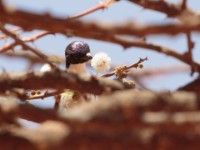 Eastern Violet-backed Sunbird (Anthreptes orientalis)