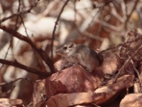 Speke’s Gundi (Pectinator spekei)