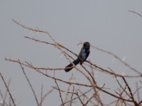 Abyssinian Scimitarbill (Rhinopomastus minor minor)