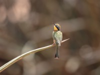 Little Bee-eater (Merops pusillus cyanostictus)