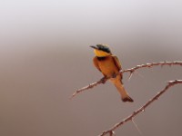 Little Bee-eater (Merops pusillus cyanostictus)