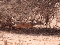 Harar Dik-dik (Madoqua hararensis)