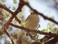 Yellow-bellied Eremomela (Eremomela icteropygialis griseoflava)