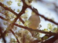 Yellow-bellied Eremomela (Eremomela icteropygialis griseoflava)