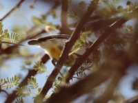 Yellow-bellied Eremomela (Eremomela icteropygialis griseoflava)