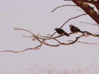 Northern White-crowned Shrike (Eurocephalus ruppelli)