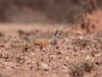 Harar Dik-dik (Madoqua hararensis)