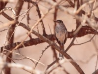 White-browed Scrub Robin (Cercotrichas leucophrys leucoptera)