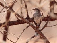 White-browed Scrub Robin (Cercotrichas leucophrys leucoptera)