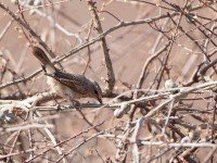 African Grey Flycatcher (Melaenornis microrhynchus pumilus)