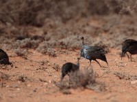 Vulturine Guineafowl (Acryllium vulturinum)