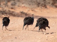 Vulturine Guineafowl (Acryllium vulturinum)