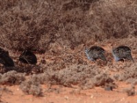 Vulturine Guineafowl (Acryllium vulturinum)