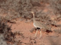 Buff-crested Bustard (Lophotis gindiana)