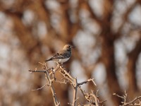 Pied Wheatear (Oenanthe pleschanka)