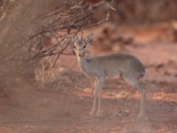 Guenther’s Dik-dik (Madoqua guentheri smithii)