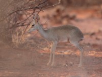 Guenther’s Dik-dik (Madoqua guentheri smithii)