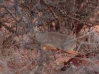 Silver Dik-dik (Madoqua piacentinii)