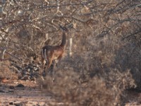 Northern Gerenuk (Litocranius walleri sclateri)