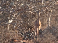 Northern Gerenuk (Litocranius walleri sclateri)