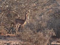 Northern Gerenuk (Litocranius walleri sclateri)