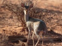 Guenther’s Dik-dik (Madoqua guentheri smithii)