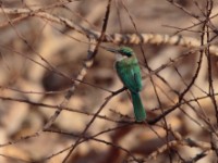 Somali Bee-eater (Merops revoilii)