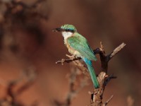 Somali Bee-eater (Merops revoilii)