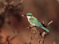 Somali Bee-eater (Merops revoilii)