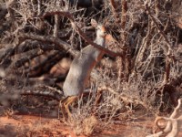 Silver Dik-dik (Madoqua piacentinii)