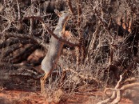 Silver Dik-dik (Madoqua piacentinii)