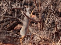 Silver Dik-dik (Madoqua piacentinii)