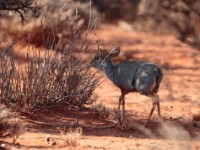 Silver Dik-dik (Madoqua piacentinii)