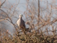 Ring-necked Dove (Streptopelia capicola somalica)