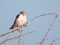 Pygmy Falcon (Polihierax semitorquatus castanonotus)