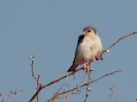 Pygmy Falcon (Polihierax semitorquatus castanonotus)