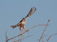 Pygmy Falcon (Polihierax semitorquatus castanonotus)