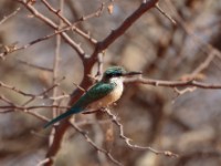 Somali Bee-eater (Merops revoilii)