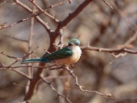 Somali Bee-eater (Merops revoilii)