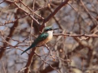 Somali Bee-eater (Merops revoilii)