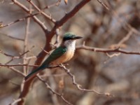 Somali Bee-eater (Merops revoilii)